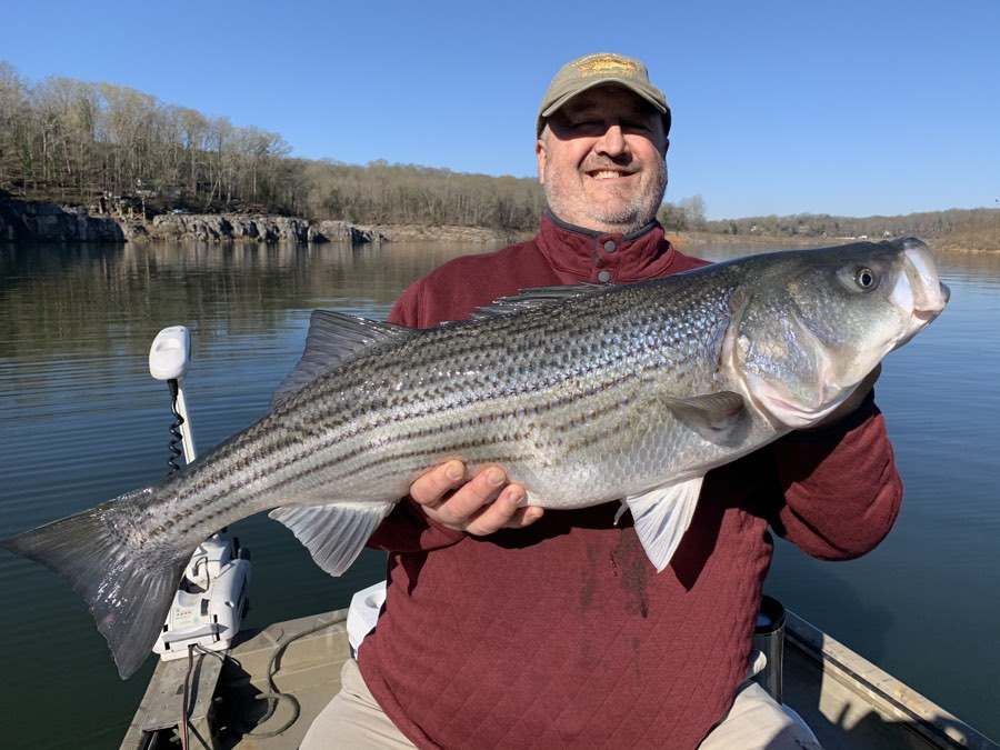 A striped bass worth the drive up to Bristol, on a cold bright April morning.